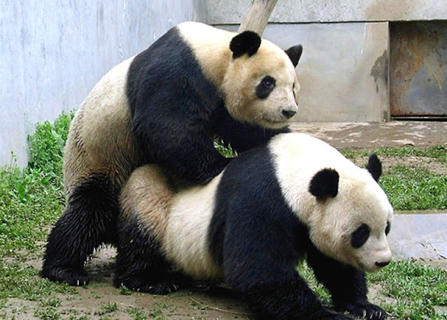 best of Panda panda