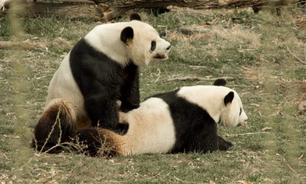 Lexus reccomend panda panda